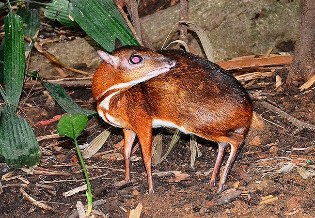 9-Singapore-Zoo-mouse-deer