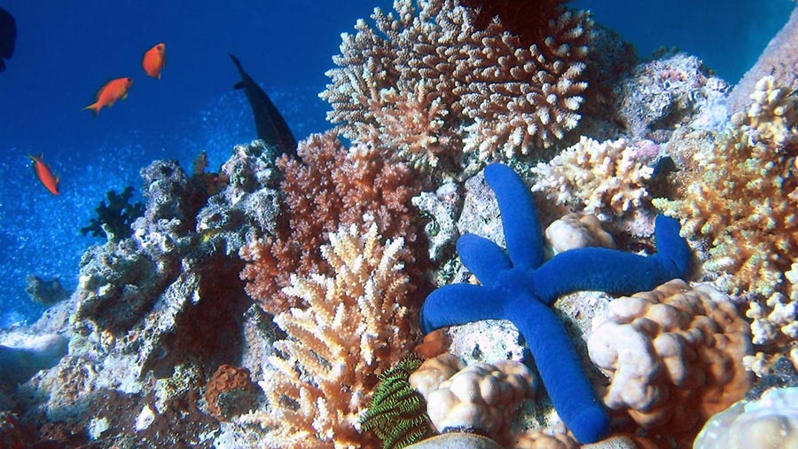 Красивейший подводный мир Филиппинских островов